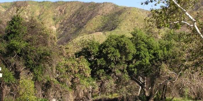 Randonnée a Placerita Canyon